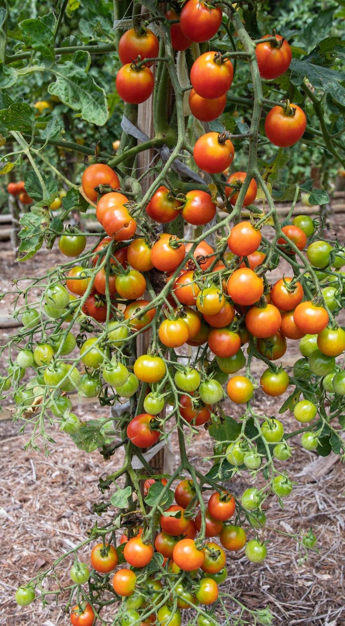 Sweet Million Cherry Tomato F1 plant with ripe red and green tomatoes growing on a vine.