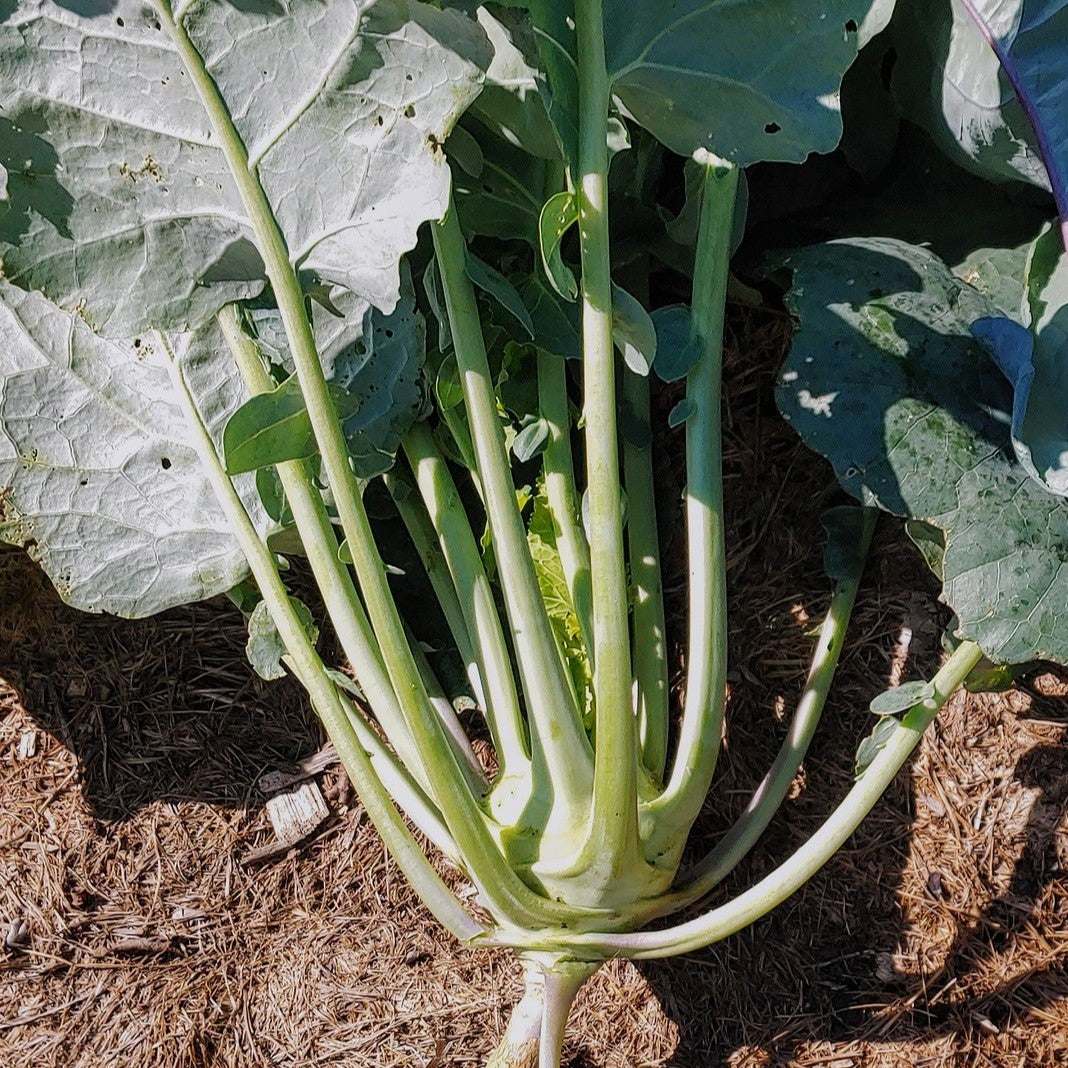 Kohlrabi Konan F1 NT Chou-Rave, large green bulbs, firm white flesh, garden plant.