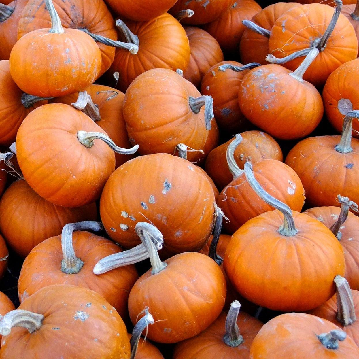 Miniature deep orange pumpkins, Pumpkin Baby Bear, perfect for fall decor and cooking.