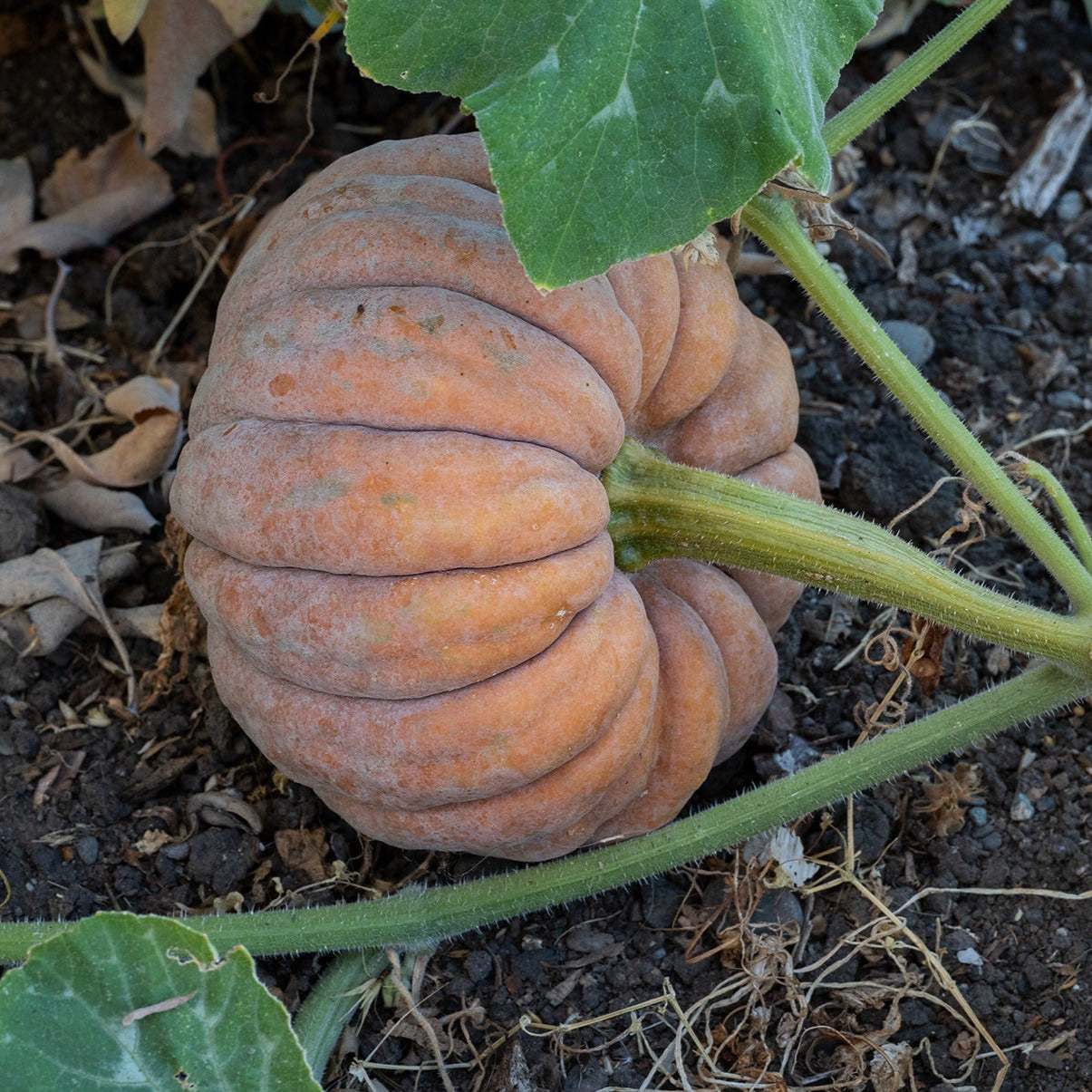 Butternut Winter Squash 'Black Futsu' growing on the vine with bumpy skin and unique coloring.