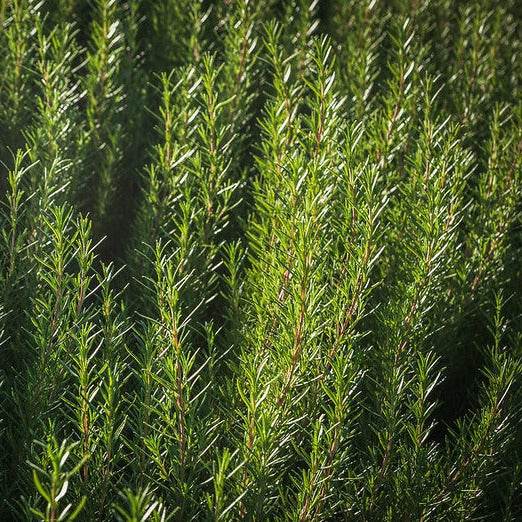 Rosemary shrub with needle-like leaves and blue flowers in sunlight.
