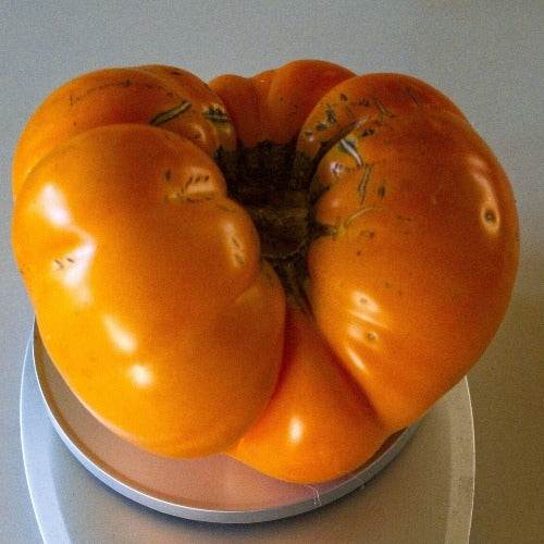 Yellow Brandywine Heirloom Tomato, large and ripe, with rich golden-yellow color.