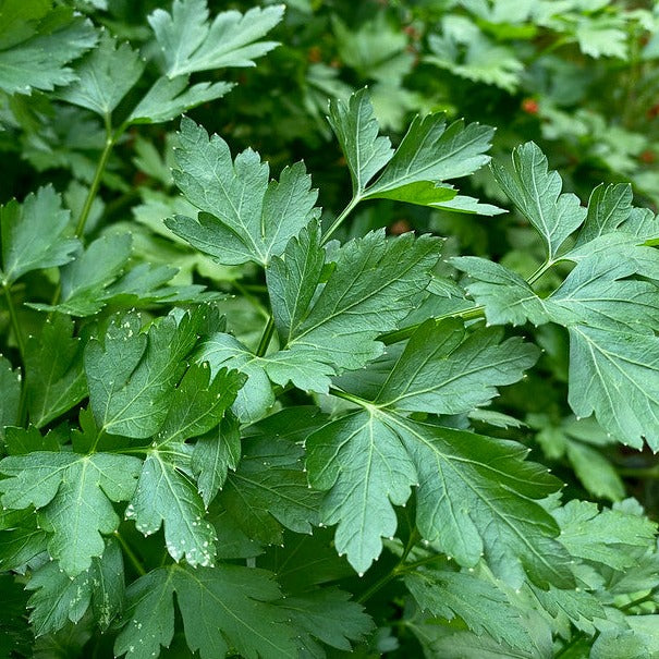 Dark Green Italian Parsley with lush, flat serrated leaves ideal for garnishing and seasoning.