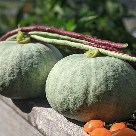 Kabocha Winter Squash F1 with unique dark gray skin and vibrant fall display.