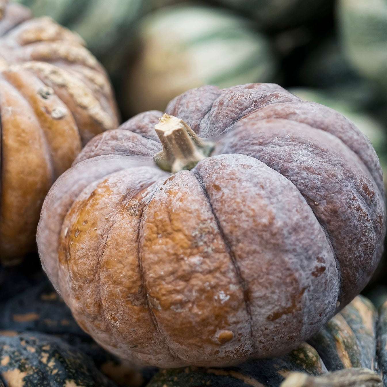 Butternut Winter Squash 'Black Futsu' with bumpy gray-to-blush skin and unique flavor.