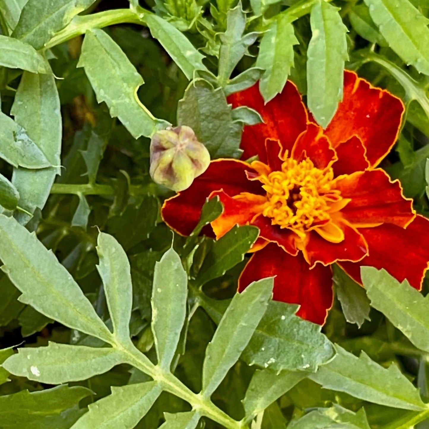 French Marigold Sparky with vibrant orange and yellow petals among green foliage.