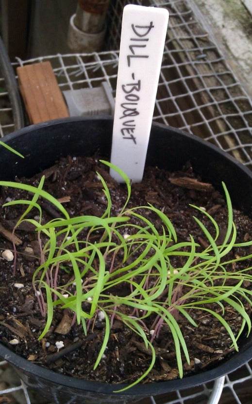 Bouquet Dill young plants in pot with soil and label.
