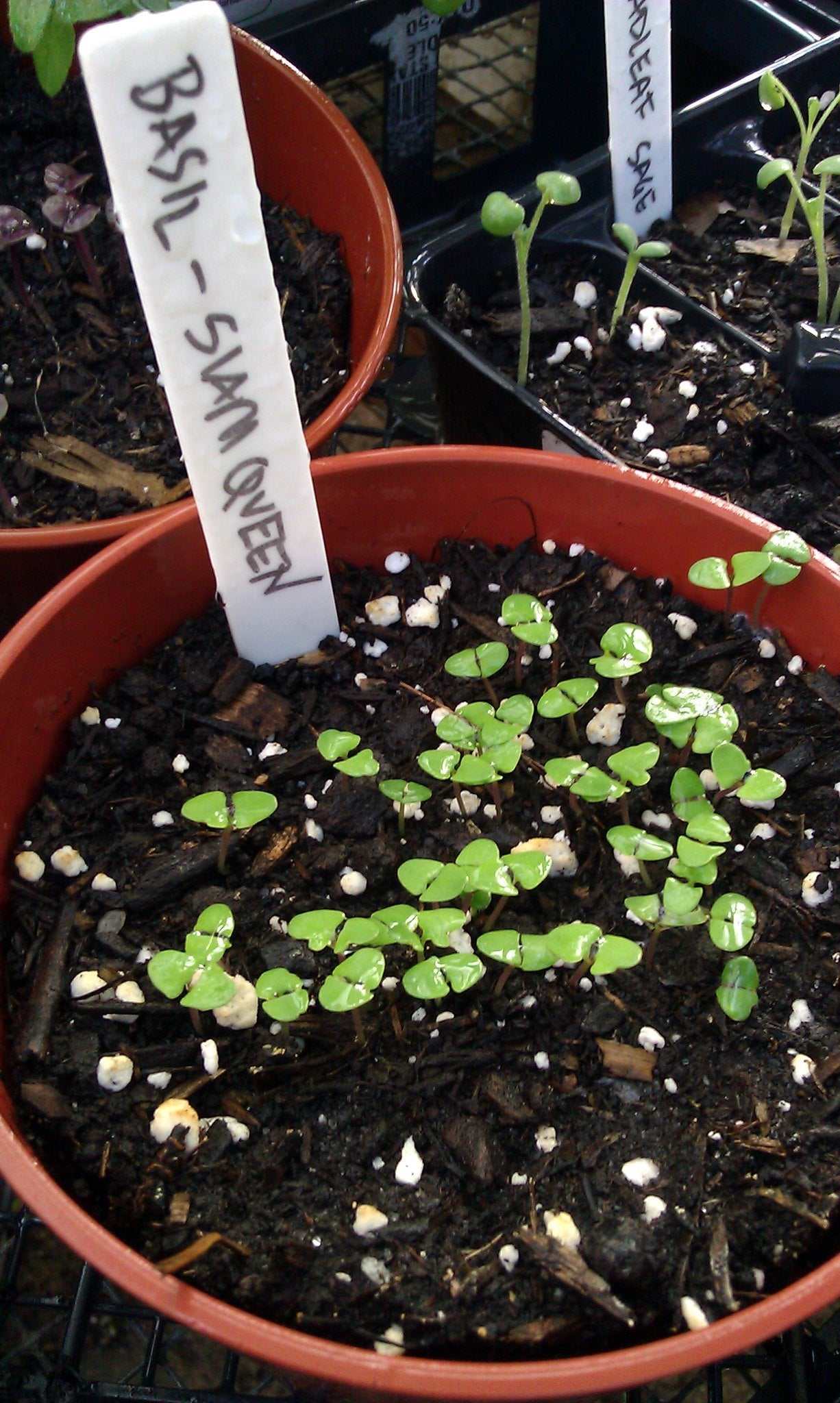 Siam Queen Thai Basil seedlings growing in a pot with label.