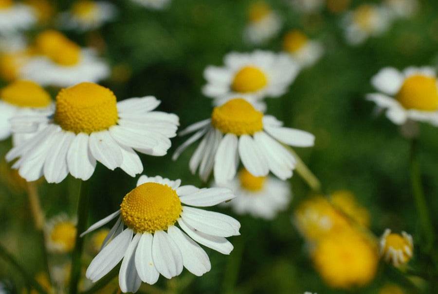 Daisy-like German Chamomile flowers in full bloom.