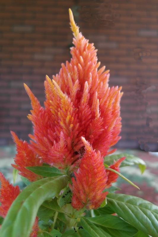 Celosia - Pampas Plume with feathery orange plumes and green leaves.