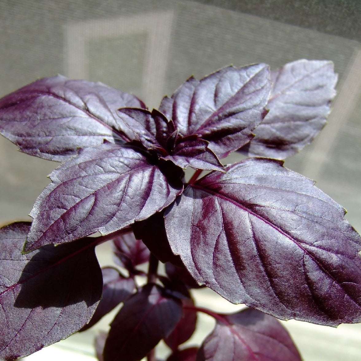 Rosie Basil plant with dark purple leaves and vibrant color.