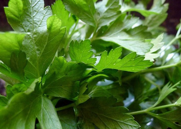 Dark Green Italian Parsley leaves with flat, serrated edges.