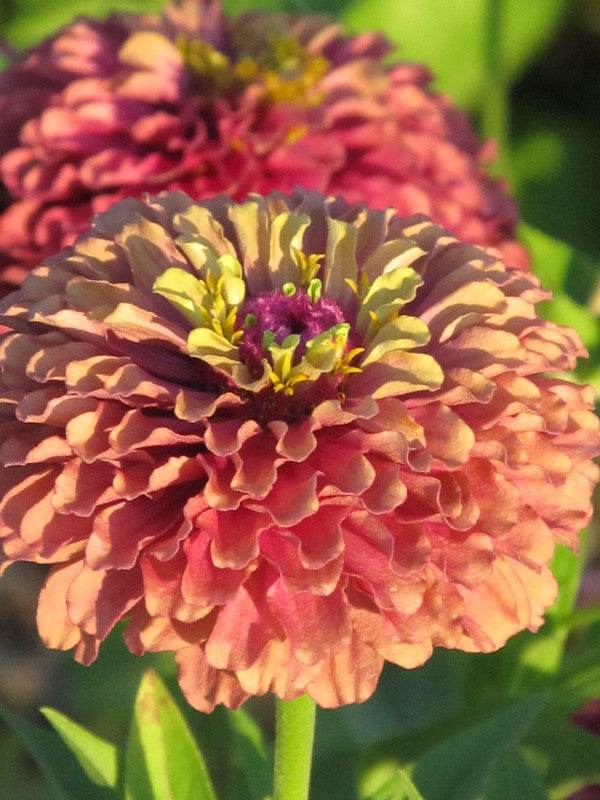 queeny red lime zinnia with burgundy petals and lime centers