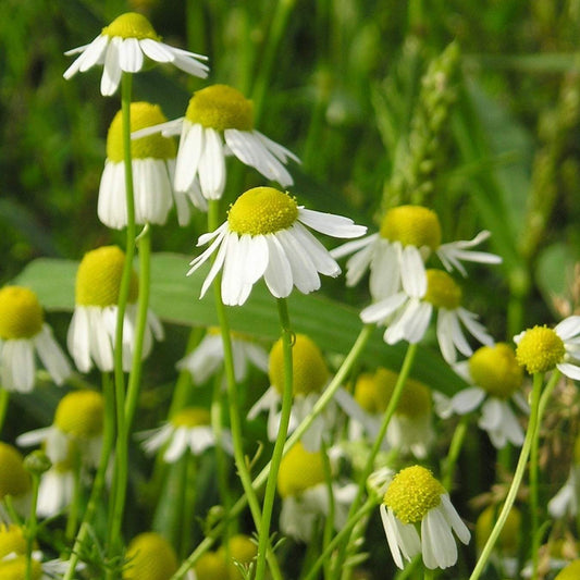 German Chamomile flowers in full bloom in a garden setting.