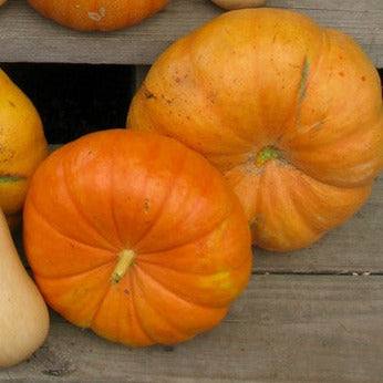 Pumpkin Rouge Vif d’Etampes with orange-red skin and prominent ridges on display.