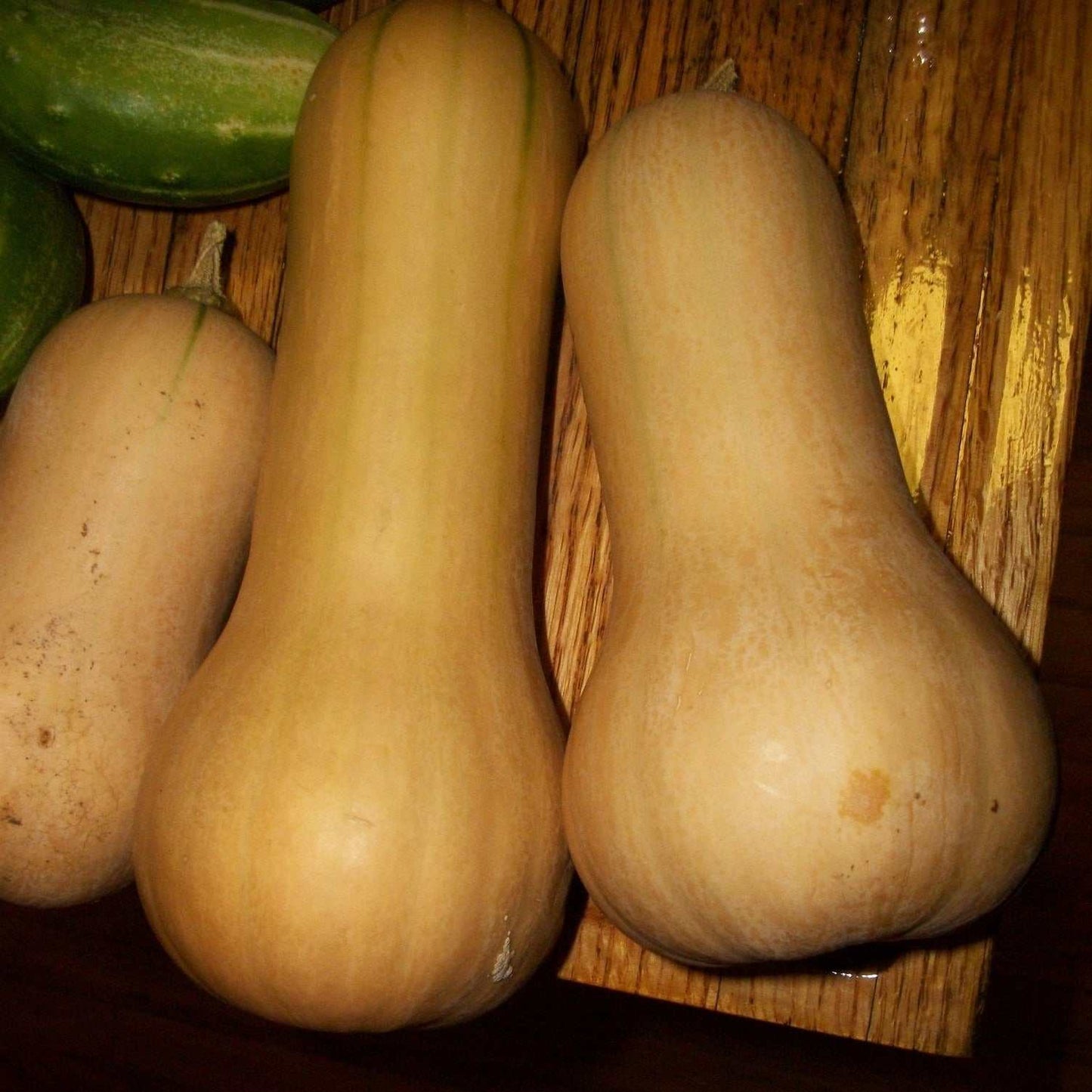 Butternut Squash Essex F1 Courge with uniform shape and deep orange flesh.