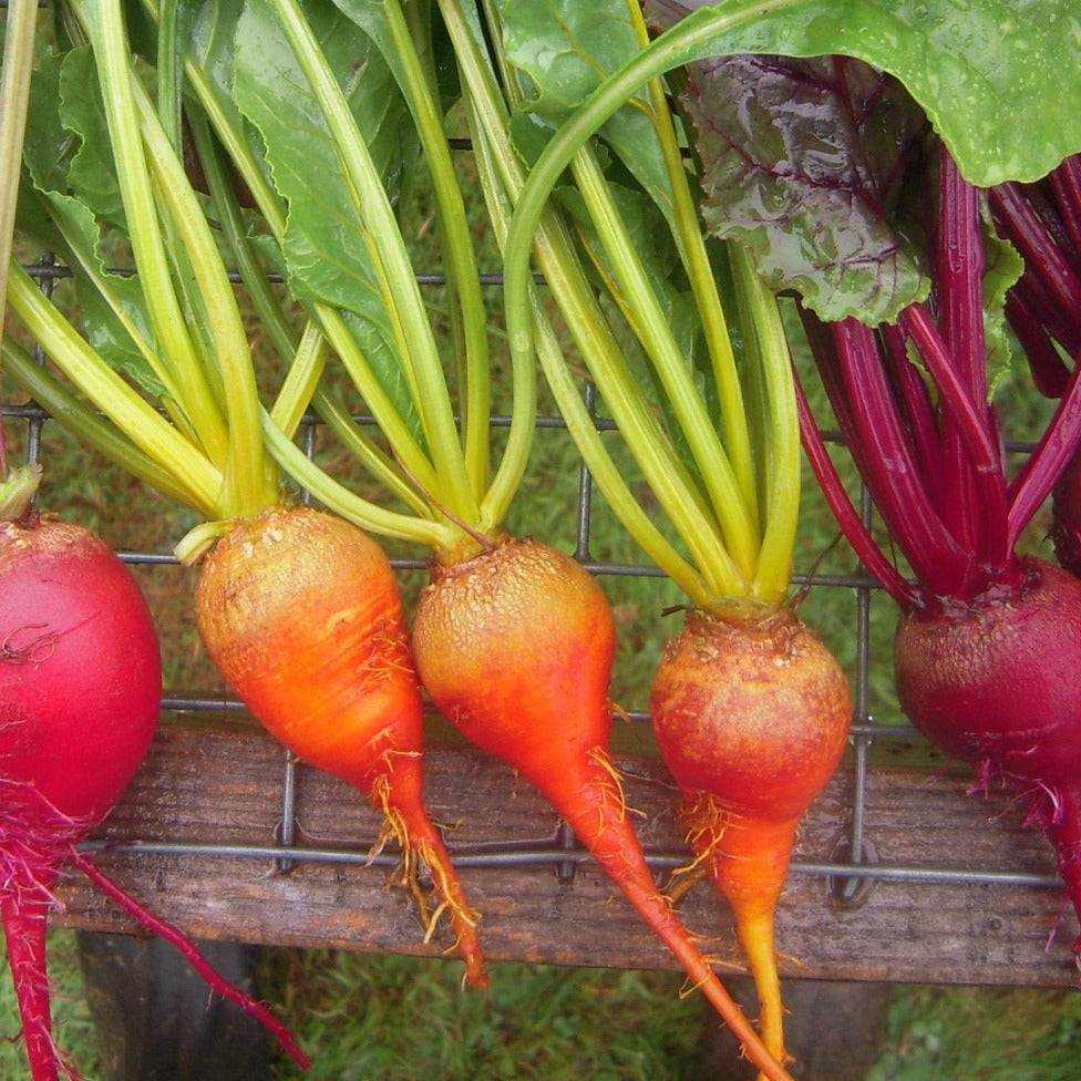 Touchstone Gold Heirloom beets with vibrant golden roots and green tops displayed on a wooden surface.