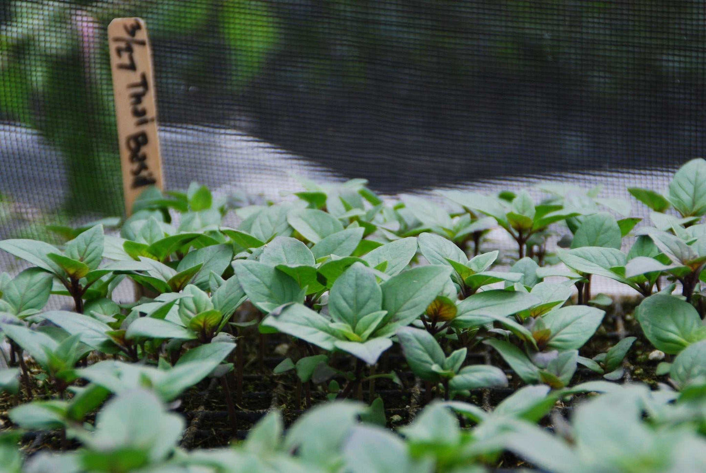 Siam Queen Thai Basil seedlings growing in a garden.