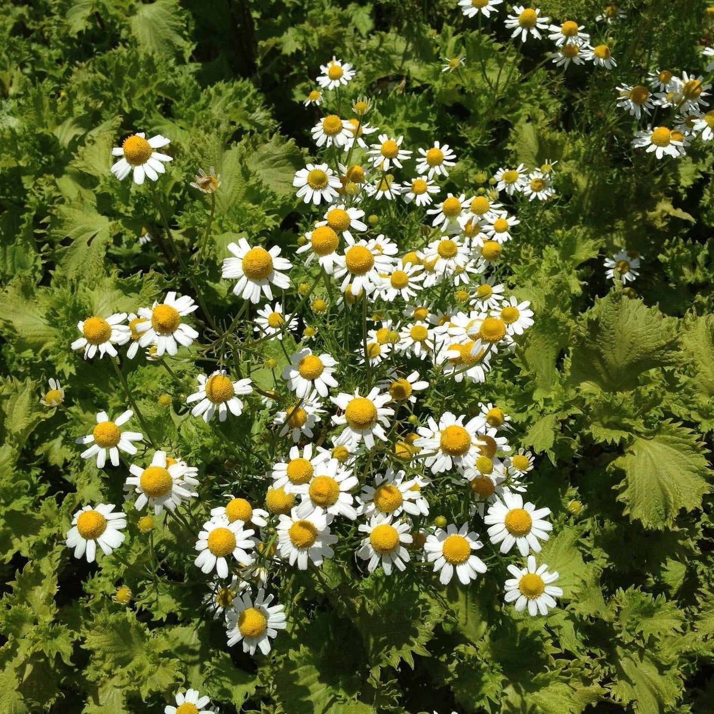 Daisy-like German Chamomile flowers blooming in a garden.