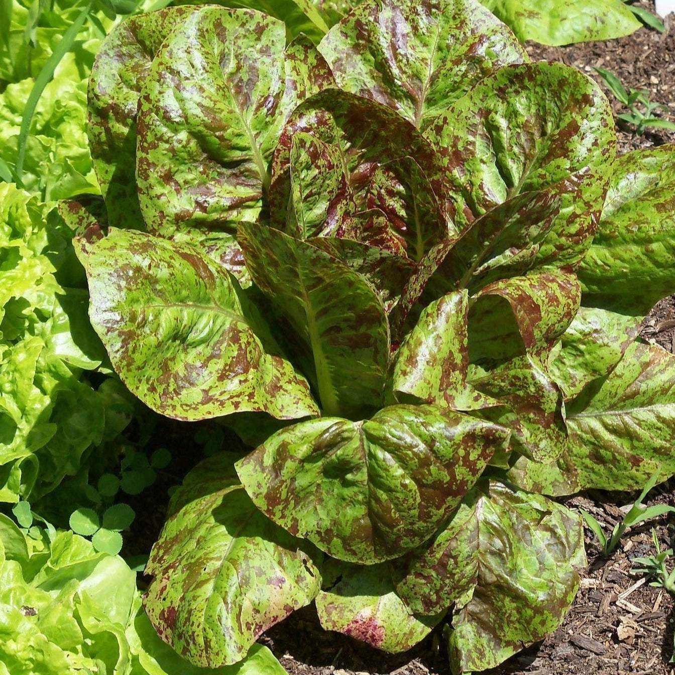 Freckles Romaine Lettuce Laitue Romaine Freckles Seeds