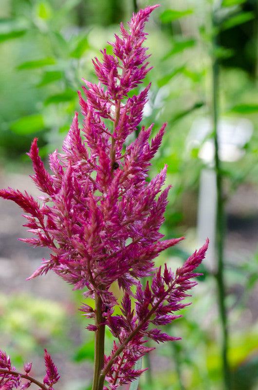 Celosia "Pampas Plume" with feathery pink plumes.