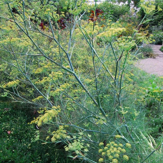 Bouquet Dill plant with large seed heads and vibrant green foliage in a garden setting.
