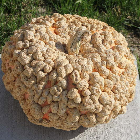 Eysines Pumpkin with peanut-like warts on pink-orange skin, French heirloom variety.