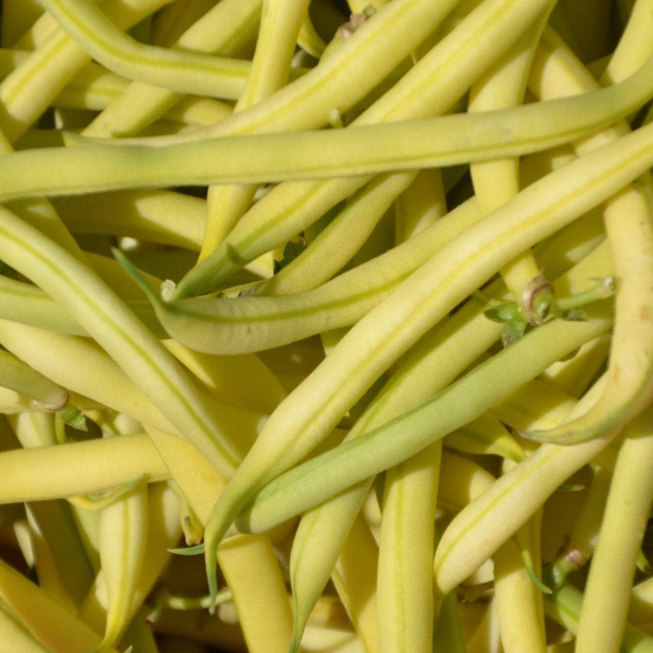 Goldilocks Yellow Bush Beans, vibrant yellow, tender and flavorful.
