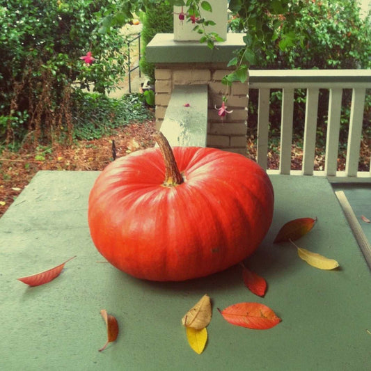 Pumpkin Rouge Vif d’Etampes with orange-red skin and prominent ridges on a porch table.