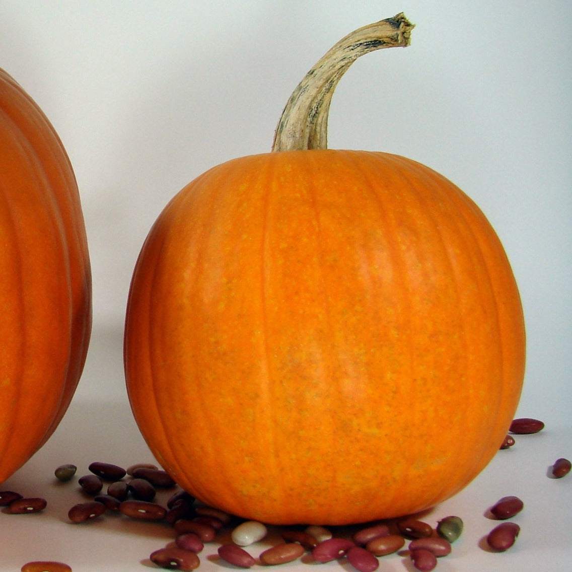 Classic New England pie pumpkins with dark orange skin, ideal for fall pies and decorations.
