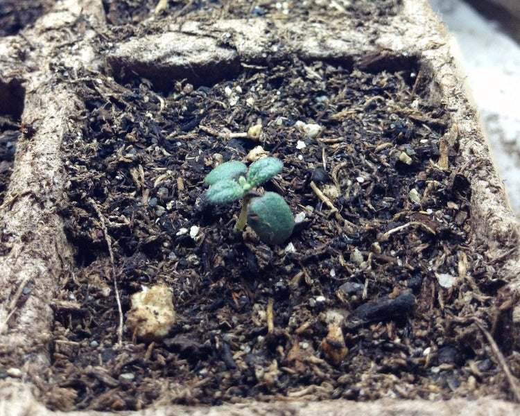 Rosemary seedling in soil planter.