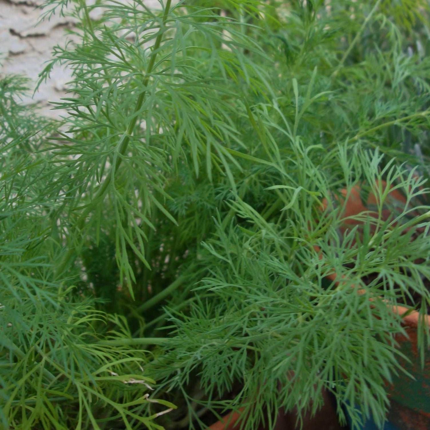 Bouquet Dill plant with lush green leaves in a garden pot.