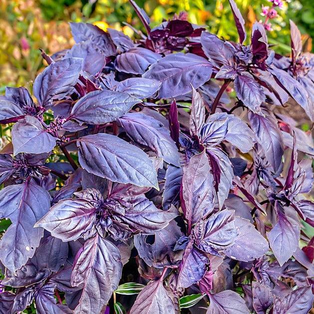 Rosie Basil plant with vibrant dark purple leaves and lavender flowers in a garden.