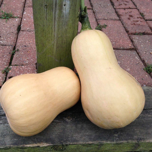 Butternut Squash Essex F1 with uniform size and classic shape on display.