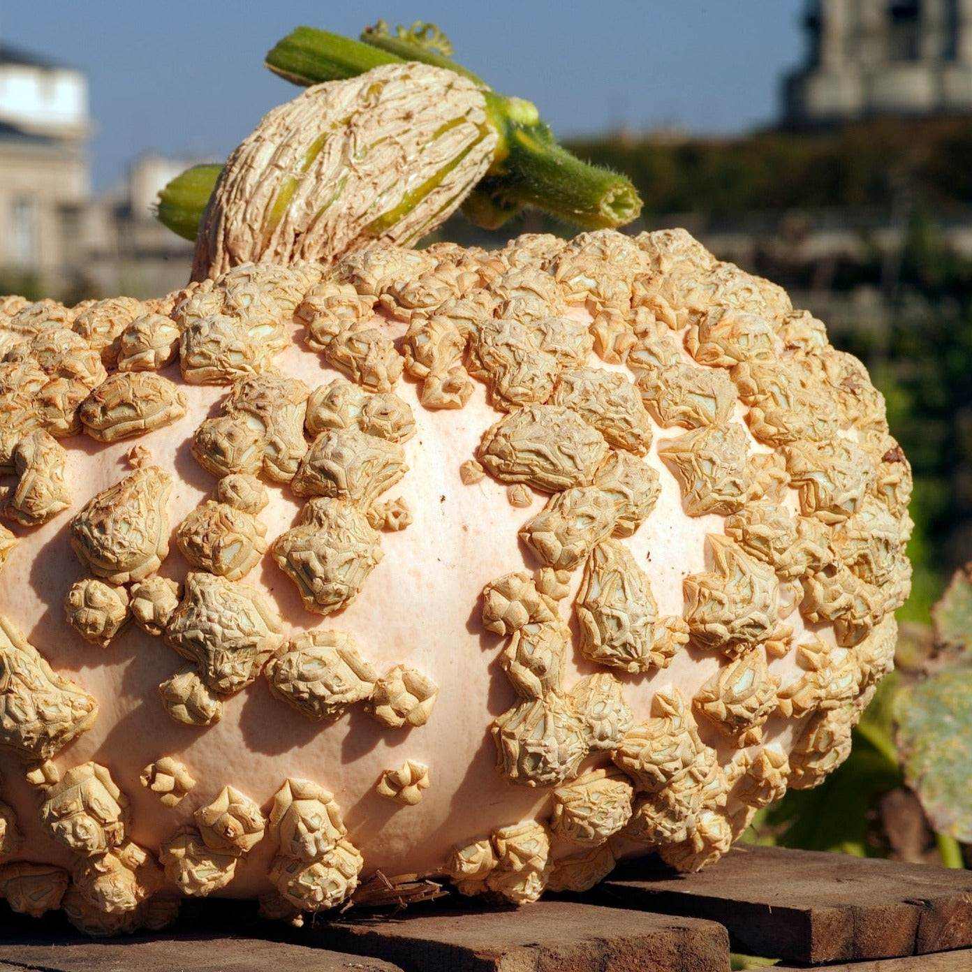 Eysines Pumpkin with pink-orange skin and wart-like texture, suitable for long storage and pies.