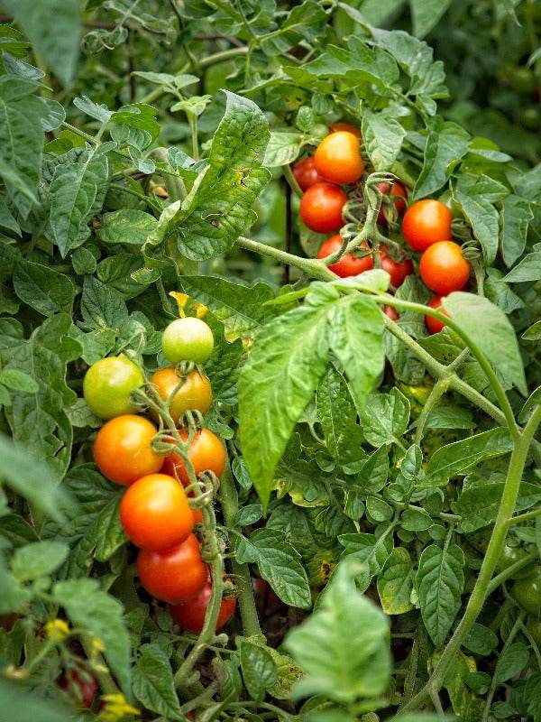 Bright red Gardener's Delight cherry tomatoes on the vine in a garden.