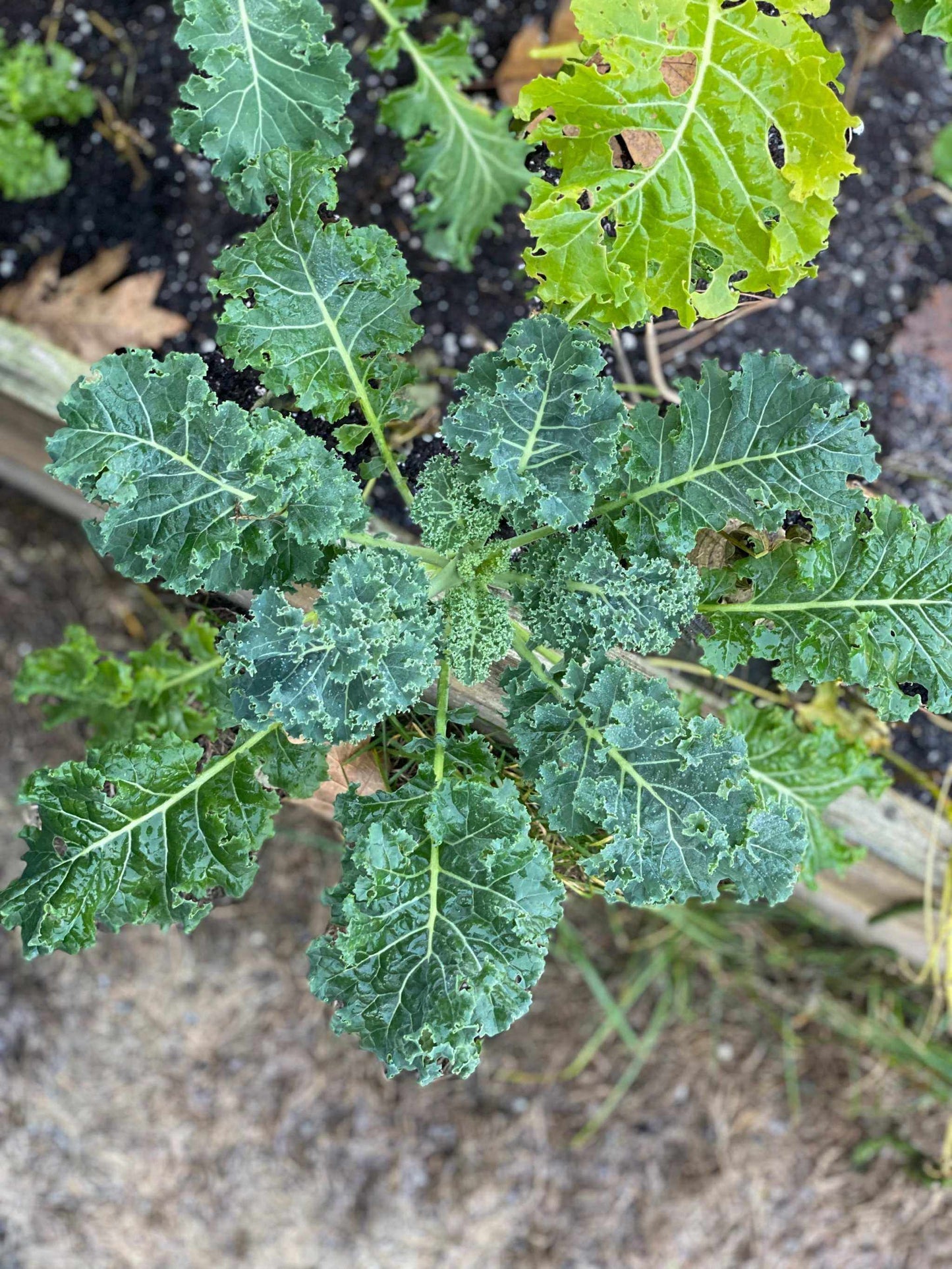 Kale Vates Blue Curled Scotch with blue-green curly leaves growing in garden soil.