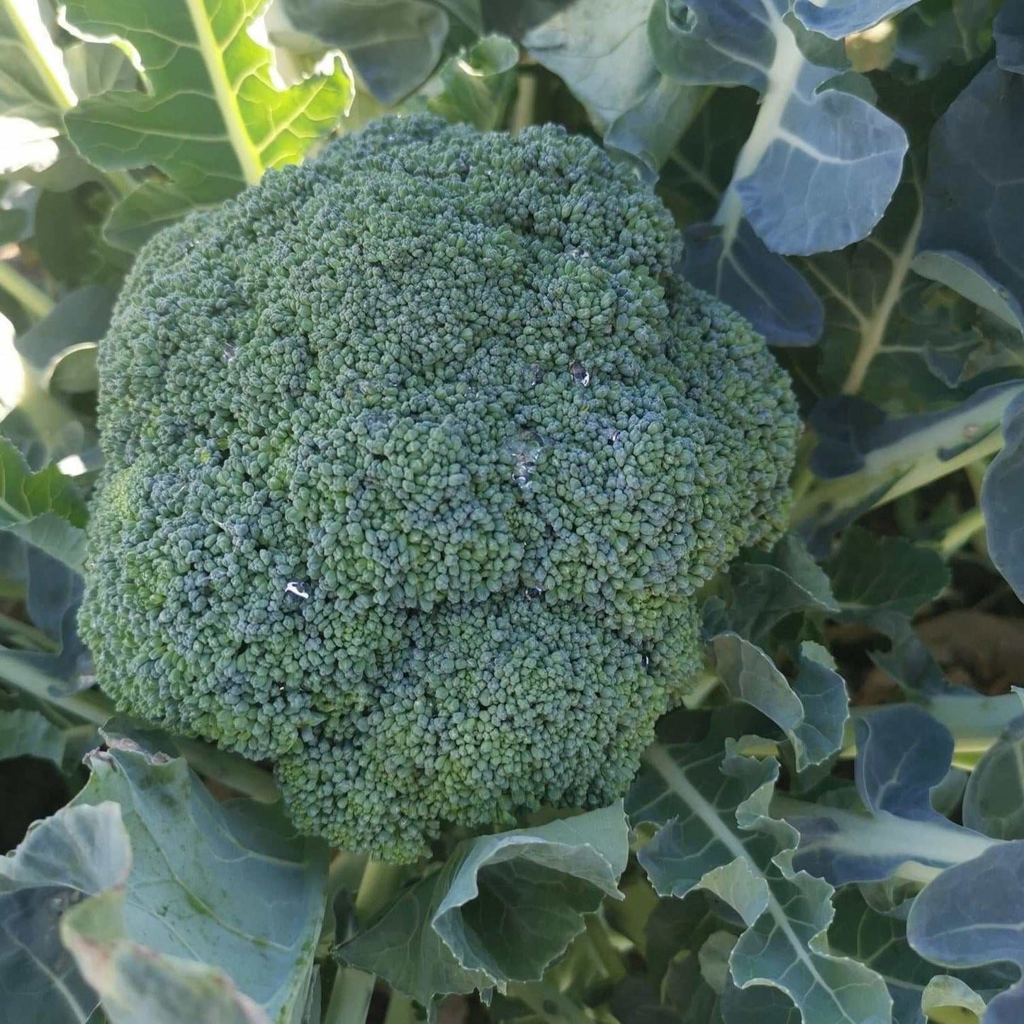 Broccoli Hybrid Kariba F1 with green central head and side shoots, ideal for cool climates.