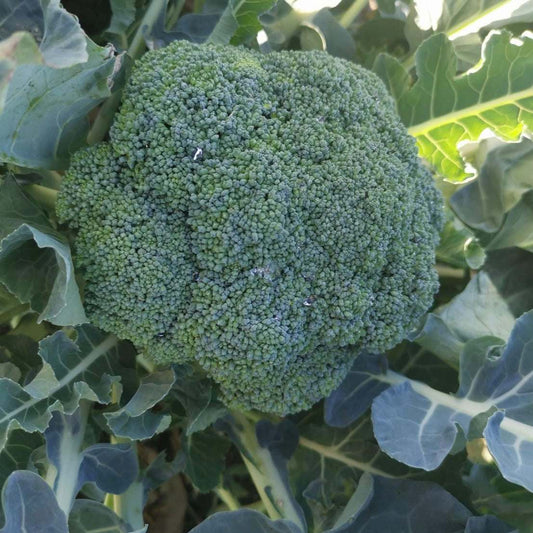 Broccoli Hybrid Kariba F1 suited for cool climates with high resistance to yellowing.