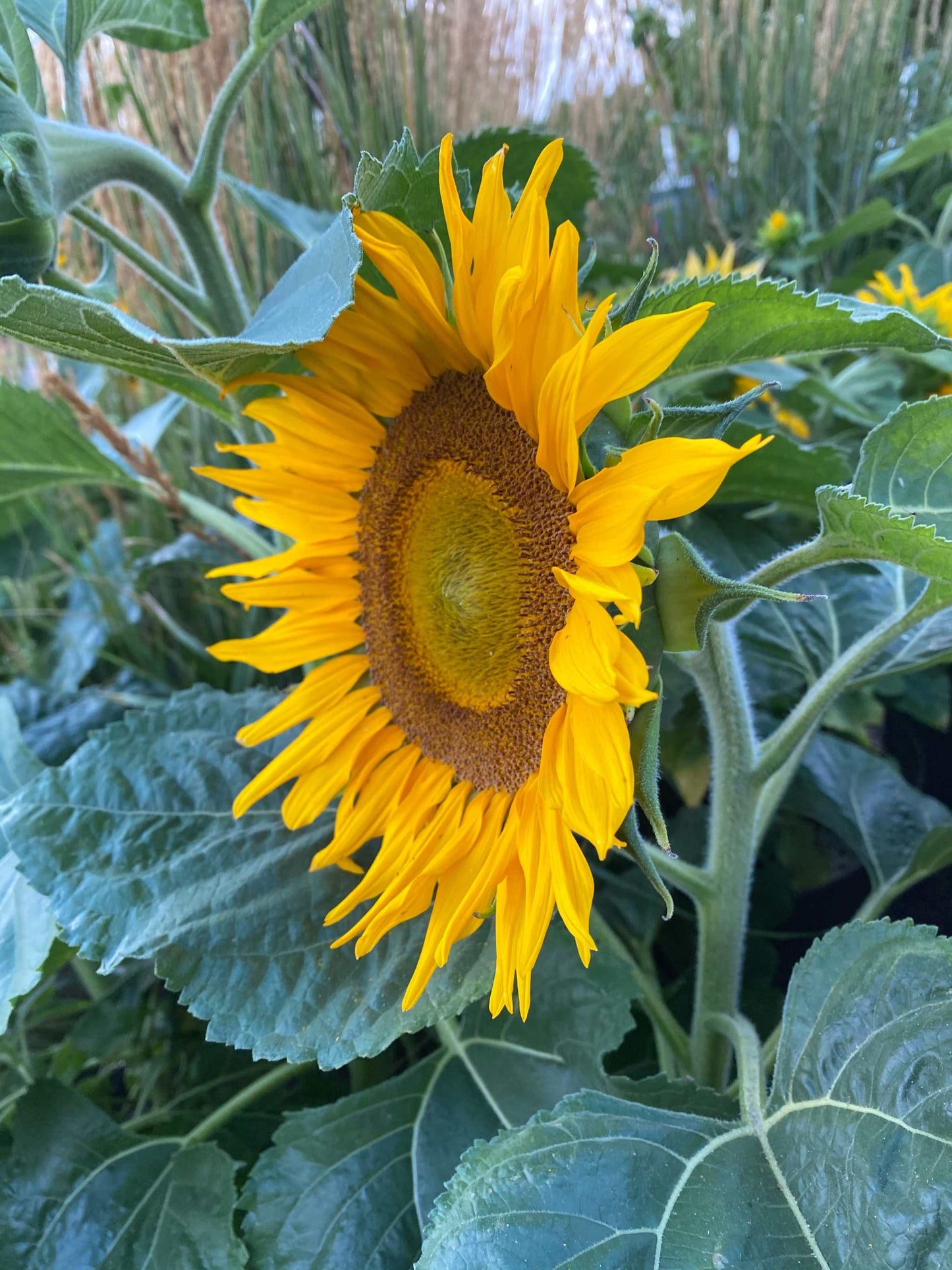Sunflower Dwarf Sunspot with large yellow bloom and green leaves.
