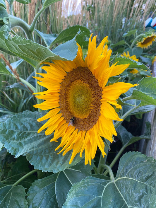 Sunflower Dwarf Sunspot with large yellow bloom in garden setting.