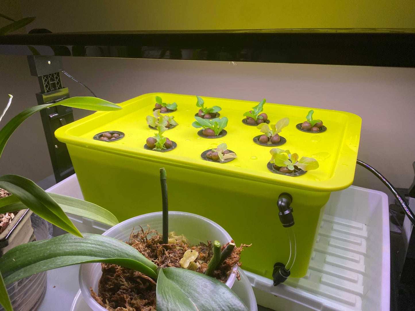 Hydroponic growing kit with 12 plant spaces, ideal for indoor cultivation of leafy greens.