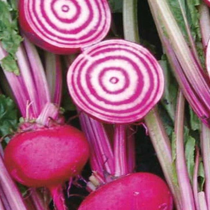 Beets Chioggia Guardsmark Heirloom with candy-cane swirls and vibrant red and white colors.