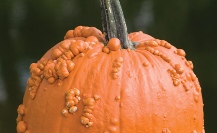 Knuckle Head pumpkin with unique bumps, perfect for fall decor.