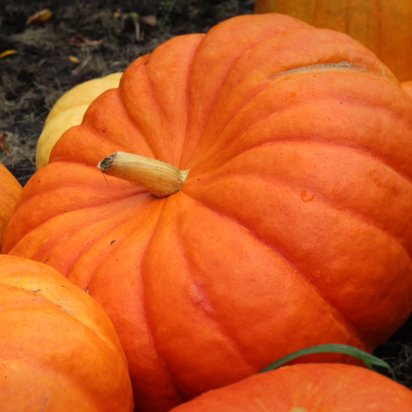 Rouge Vif d'Etampes pumpkin with orange-red skin and prominent ridges.