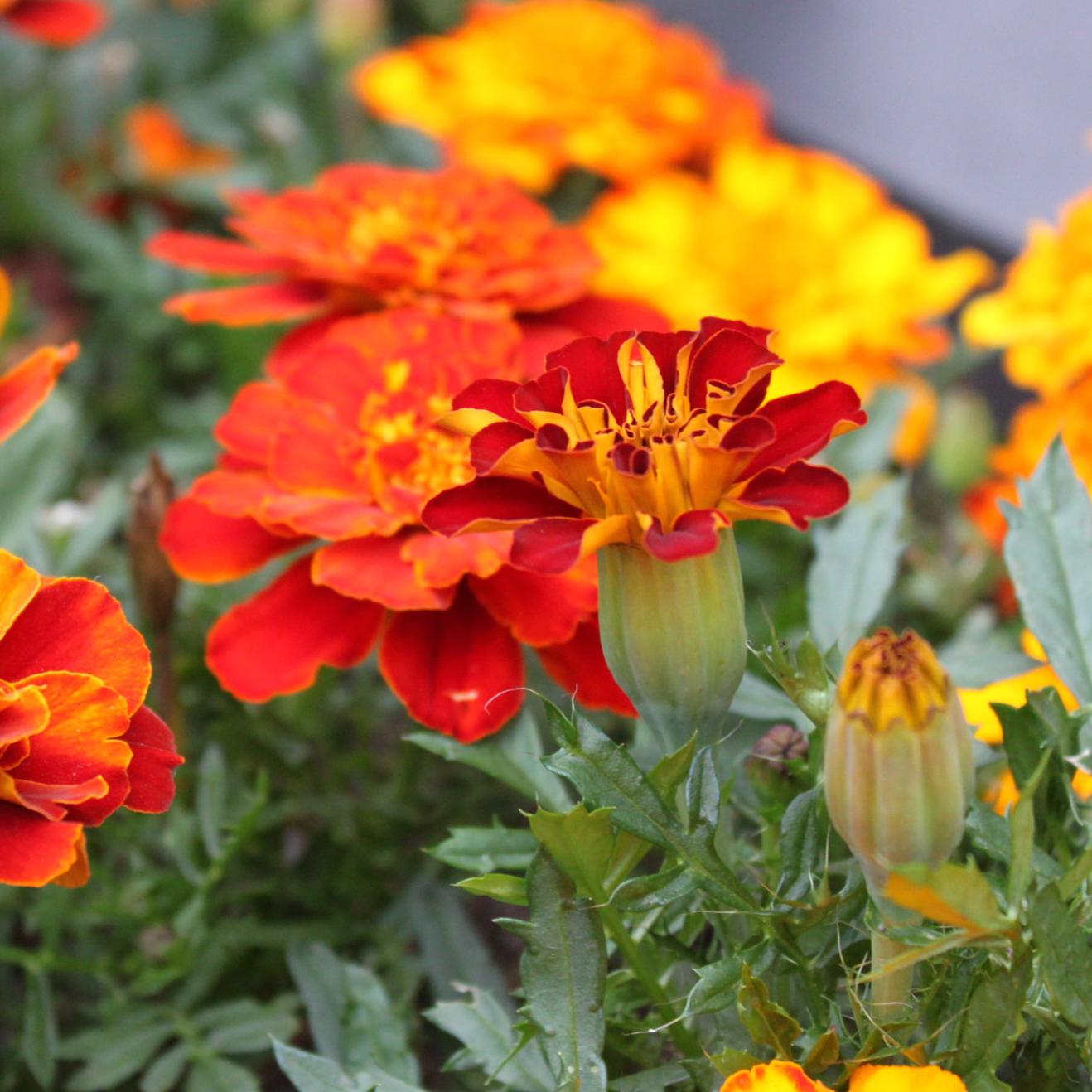French Marigold Sparky flowers in vibrant orange and yellow blooms.