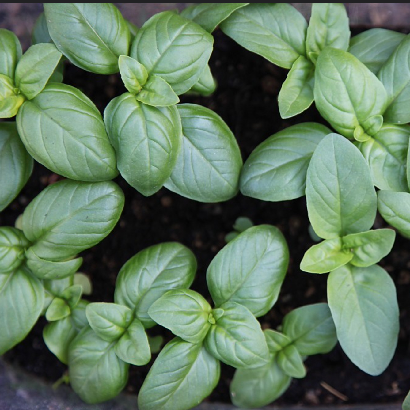 Genovese NT Basil plants growing in garden soil.
