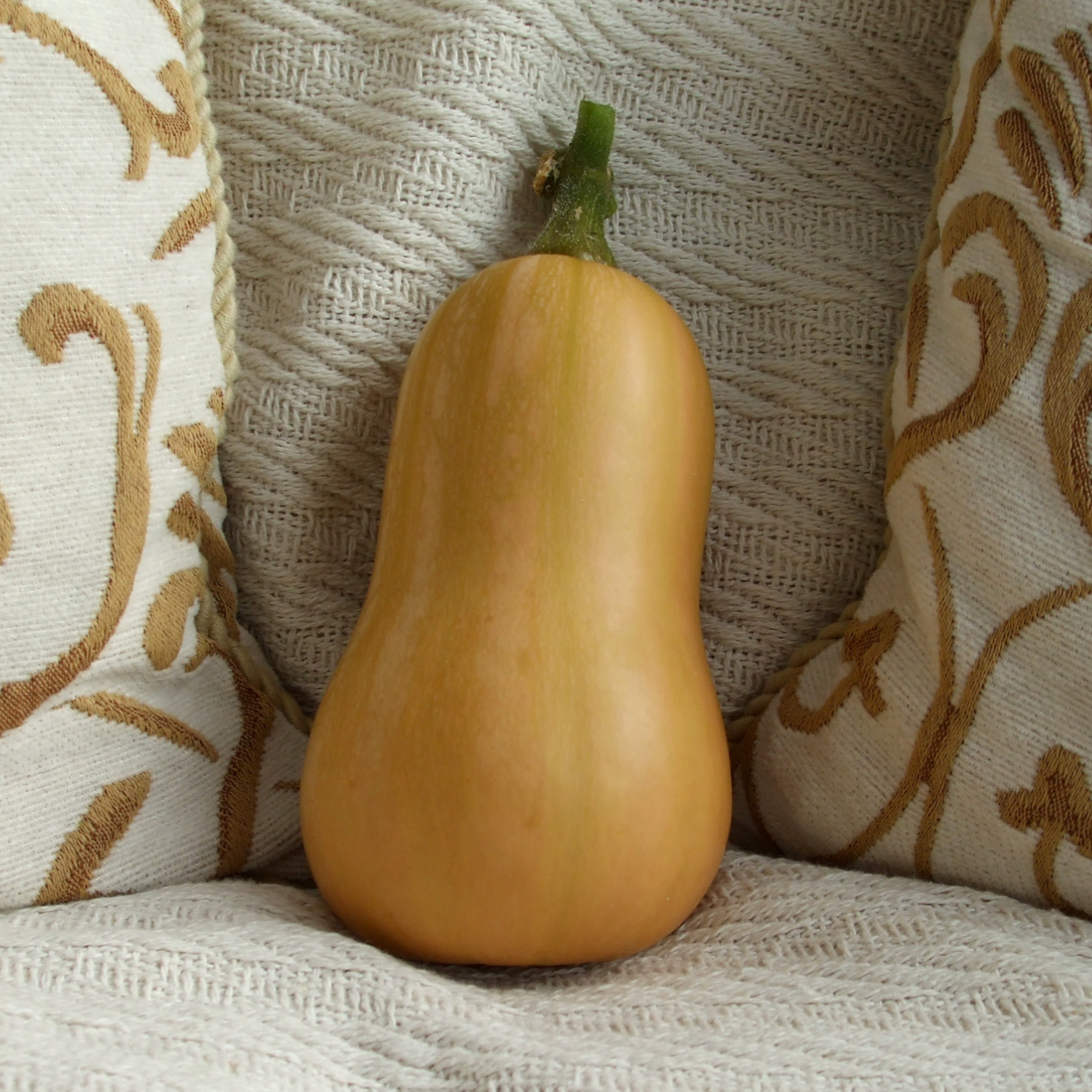 Butternut Squash Essex F1 Courge with classic shape and deep orange flesh.