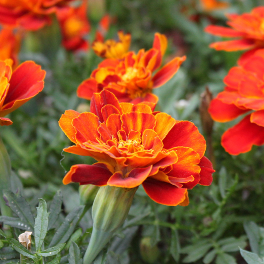 French Marigold Sparky with vibrant orange and yellow frilly flowers in a garden setting.