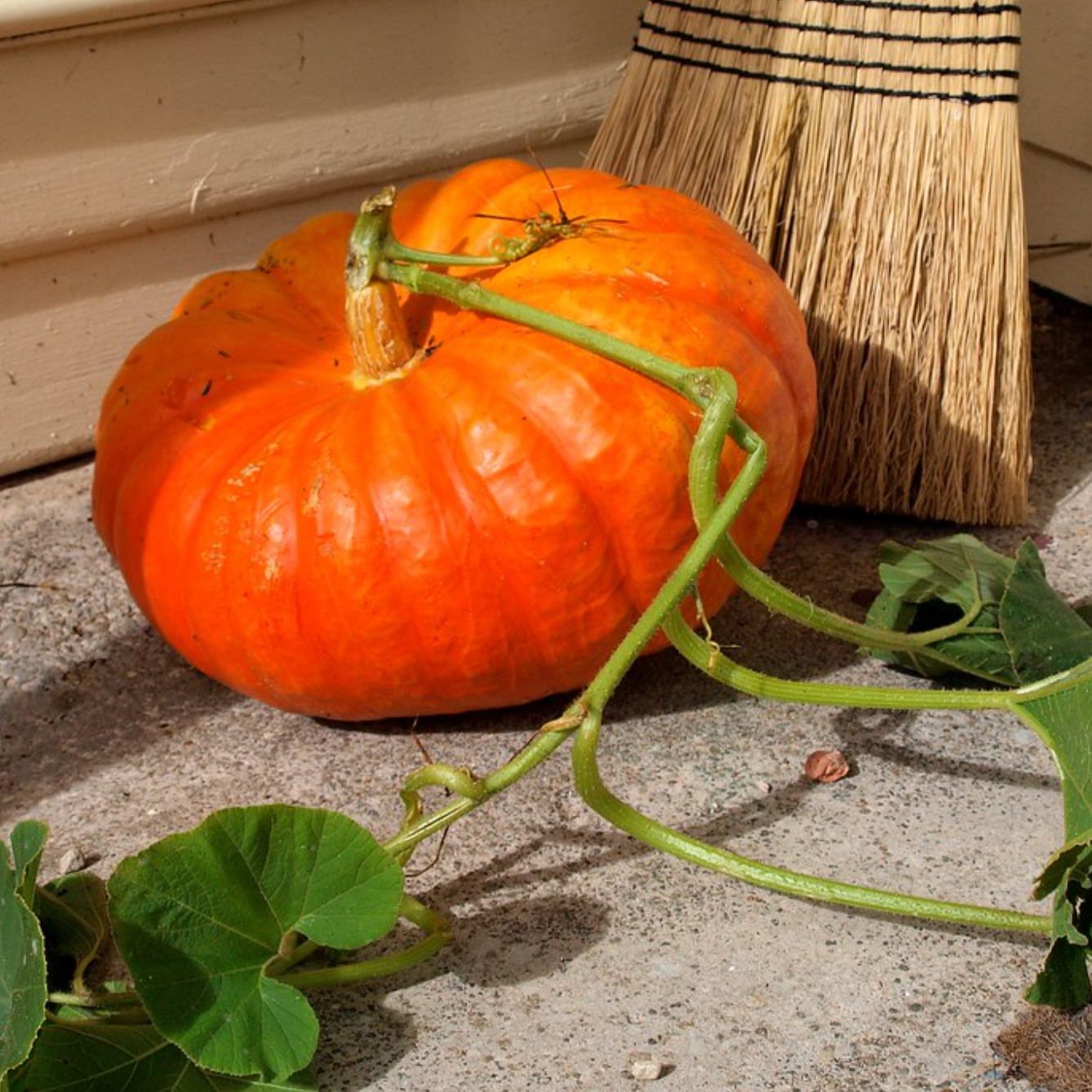 Pumpkin Rouge Vif d’Etampes with orange-red skin and green vine on concrete near a broom.